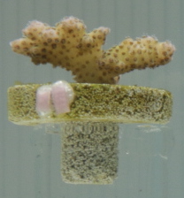 Figure 27c: Overhead lighting of nub P2-2.